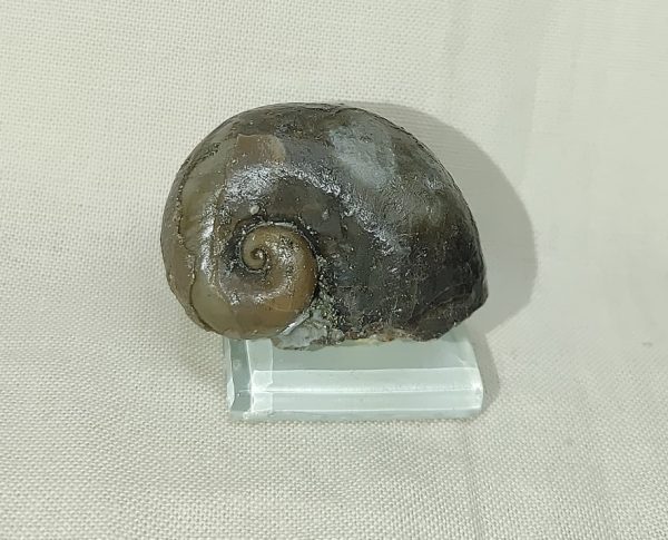 Indiana Platyostoma Gastropod #24