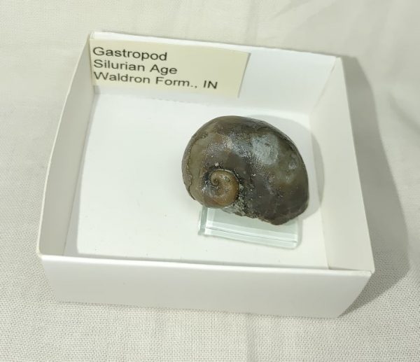 Indiana Platyostoma Gastropod #24 - Image 4