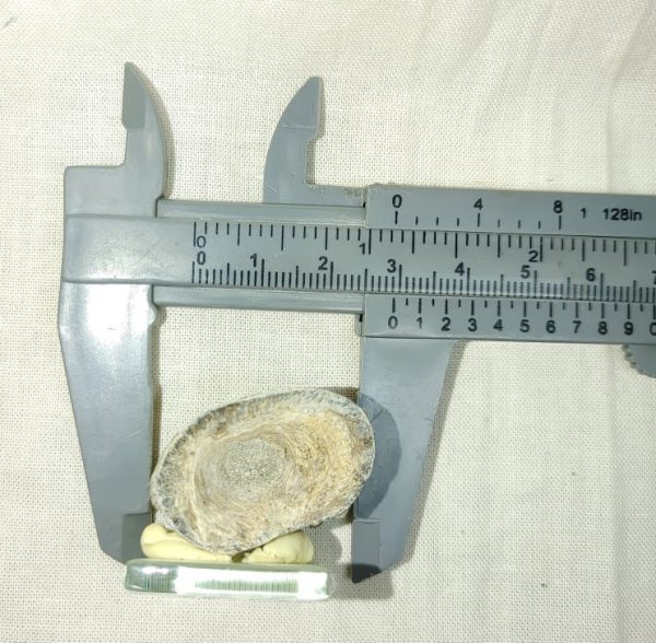 Fish Vertebra #1 - Image 4