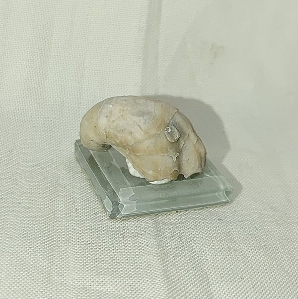 Texas Fossil Oyster #1 - Image 2