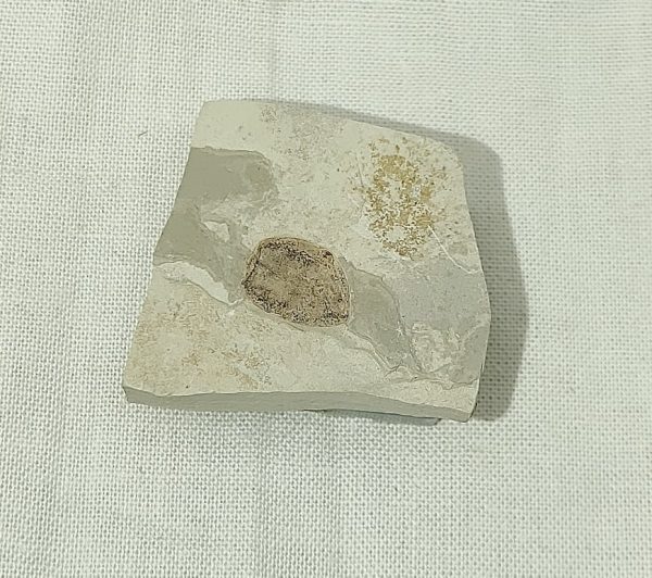 Seed Fossil #1