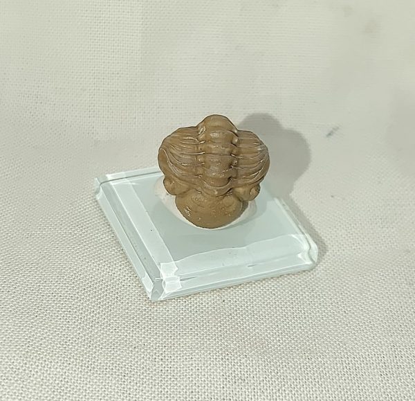 Kainops Raymondi Trilobite #1