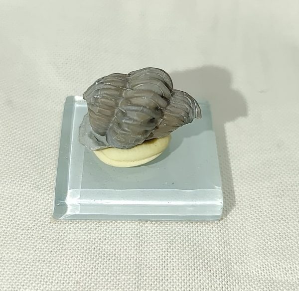 Flexicalymene Trilobite #16 - Image 2