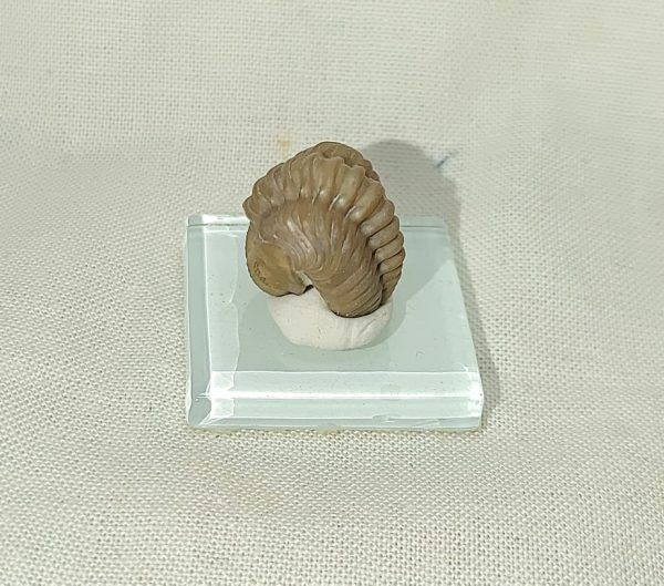 Kainops Raymondi Trilobite #1 - Image 2