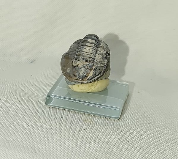 Flexicalymene Trilobite #17 - Image 2