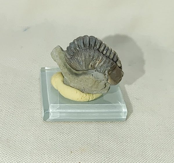 Flexicalymene Trilobite #17 - Image 4