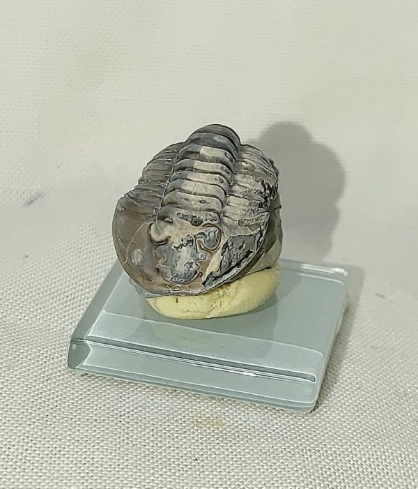 Flexicalymene Trilobite #17