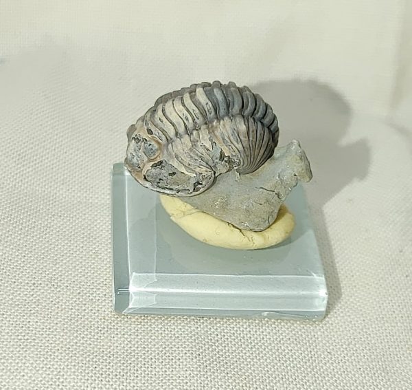 Flexicalymene Trilobite #17 - Image 5