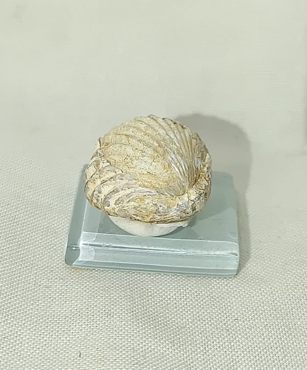 England Brachiopod #1 - Image 3