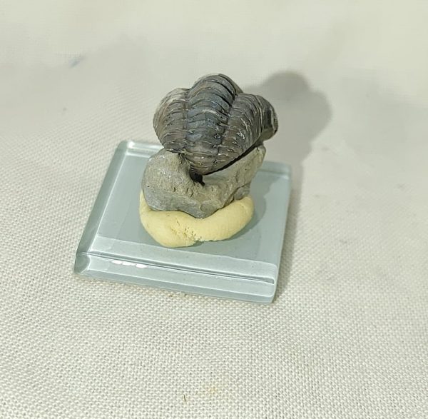 Flexicalymene Trilobite #17 - Image 3