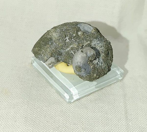 Texas Fossil Oyster #2