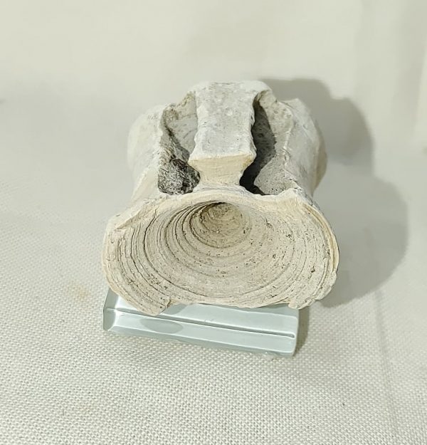 Fish Vertebra #2 - Image 3