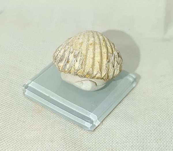 England Brachiopod #1 - Image 2