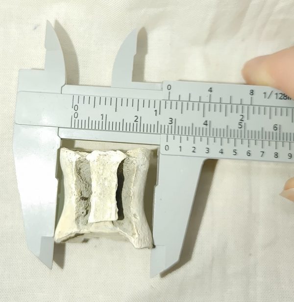 Fish Vertebra #2 - Image 5