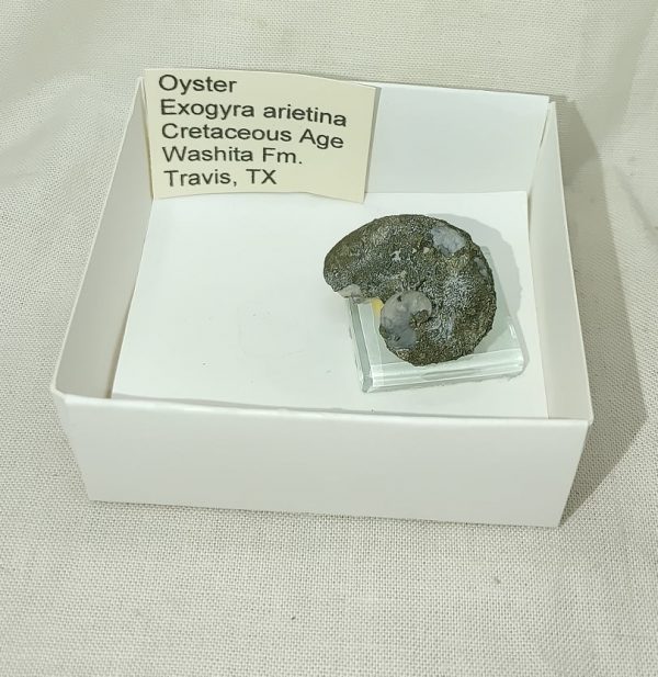 Texas Fossil Oyster #2 - Image 4