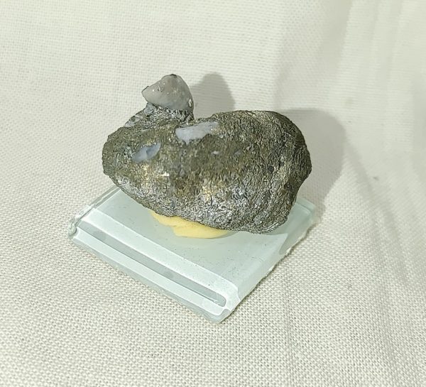 Texas Fossil Oyster #2 - Image 2