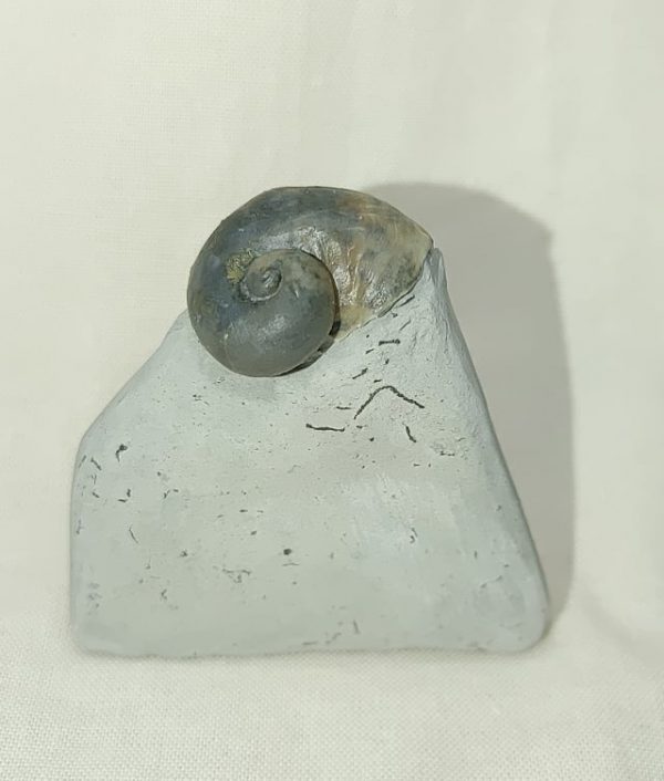 Indiana Platyostoma Gastropod #26