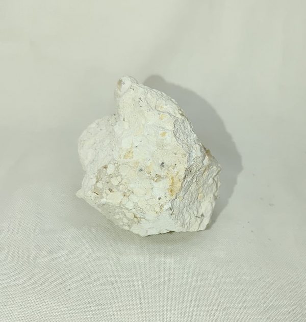 Fossil Snake Egg #11 - Image 2