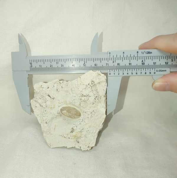 Fossil Snake Egg #6 - Image 3