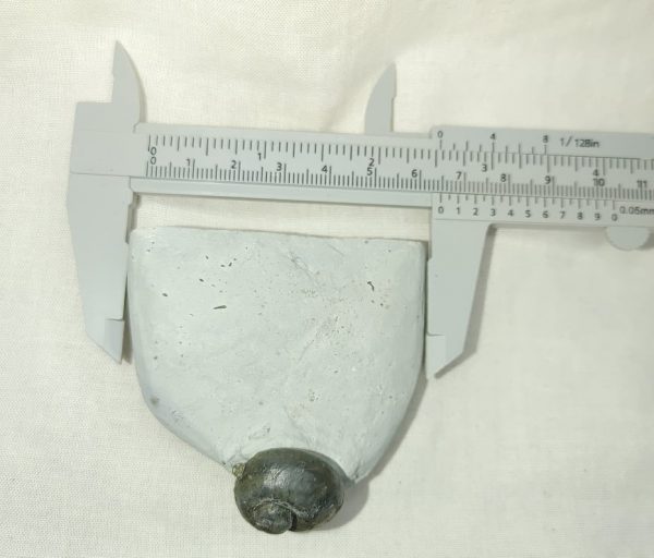 Indiana Platyostoma Gastropod #27 - Image 3