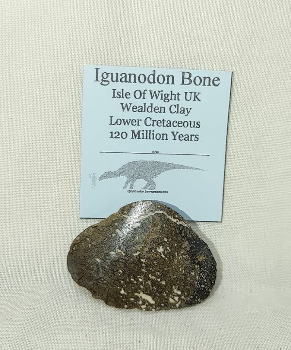 Iguanodon Bone #16 - Image 4