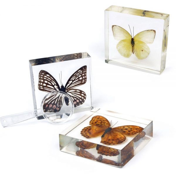 3 Genuine Butterfly Collection - Image 4