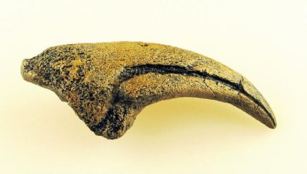 Replica Acrocanthosaurus Hand Claw For Sale