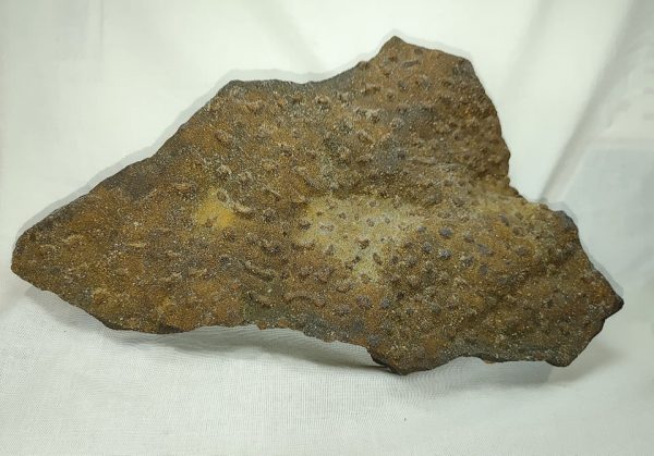 Genuine Cambrian Age Anerobic Stromatolite Fossils for Sale from WI #2