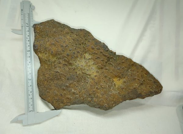 Genuine Cambrian Age Anerobic Stromatolite Fossils for Sale from WI #2c