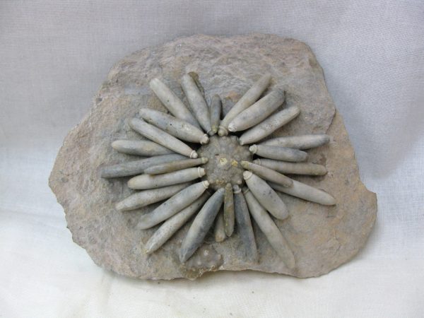 Asterocidaris bistriata Echinoid #2