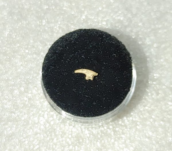 Genuine Pleistocene Bird Claw From Ocala, Florida For Sale #1