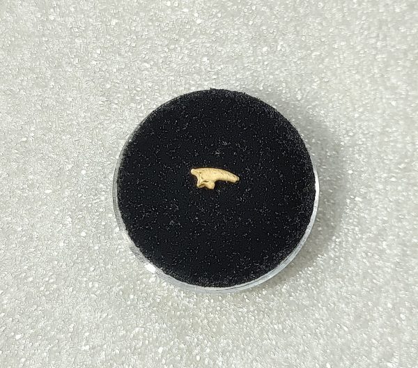 Genuine Pleistocene Bird Claw From Ocala, Florida For Sale #2