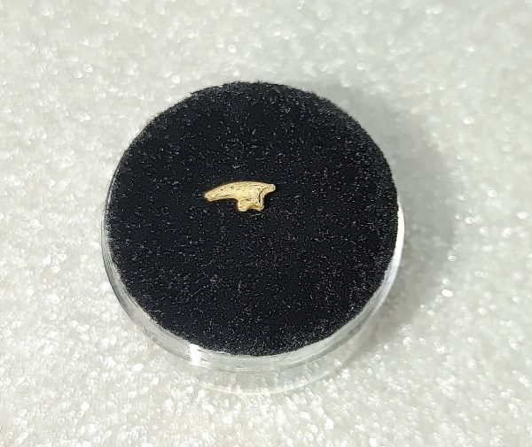 Genuine Pleistocene Bird Claw From Ocala, Florida For Sale #2a