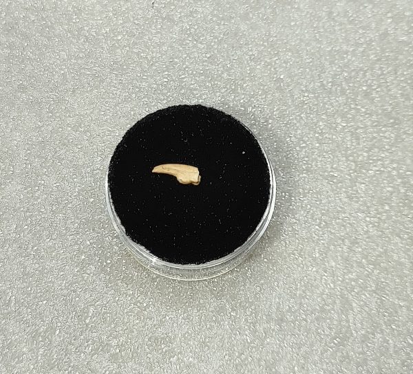 Genuine Pleistocene Bird Claw From Ocala, Florida For Sale #8