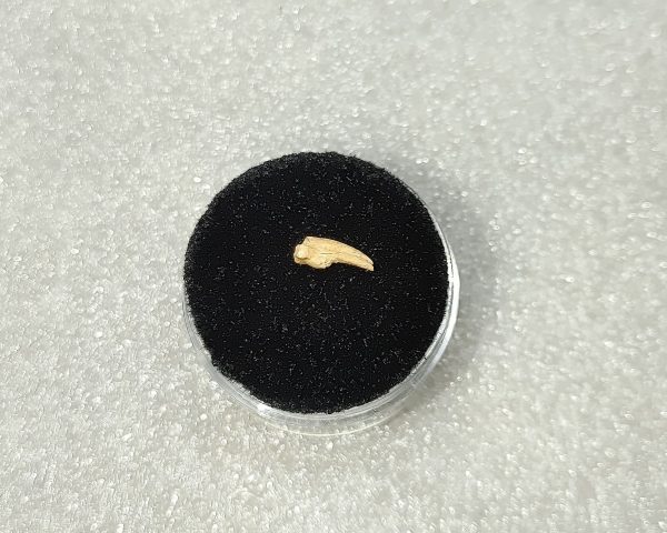 Genuine Pleistocene Bird Claw From Ocala, Florida For Sale #8a