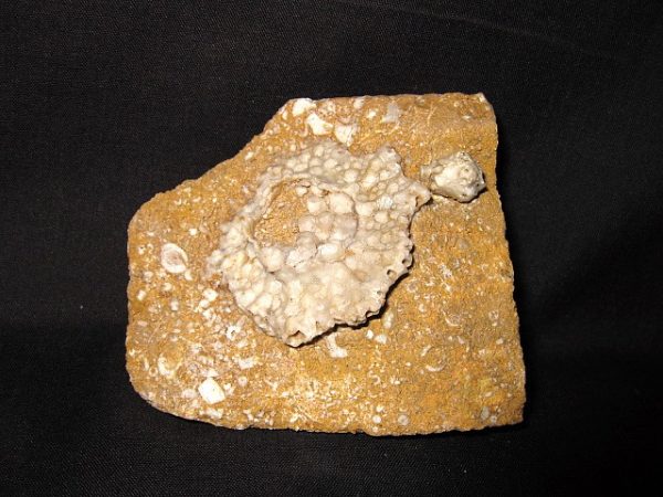 Burlington Strotocrinus glyptus Crinoid Plate #1