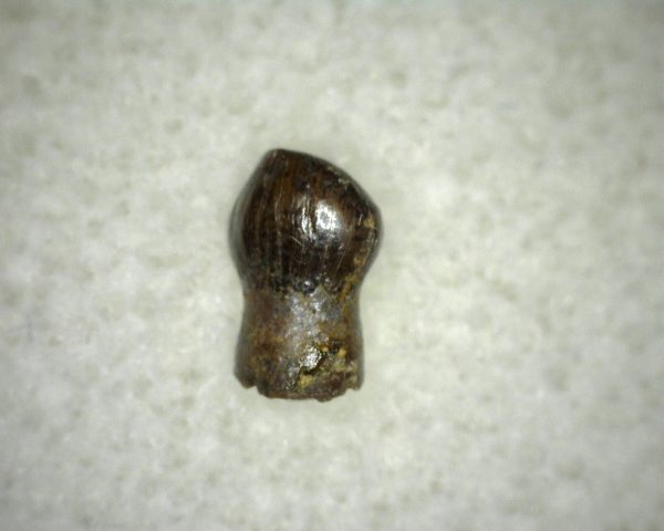 Thescelosaurus Dinosaur Tooth #3 - Image 2