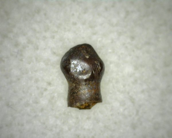 Thescelosaurus Dinosaur Tooth #3 - Image 3