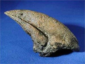 Replica Daspletosaurus Claw For Sale