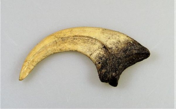 Replica Deinonychus Claw For Sale-2