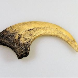 Replica Deinonychus Claw For Sale