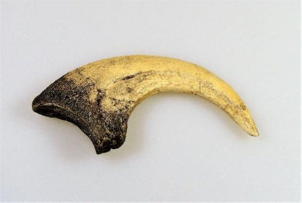 Replica Deinonychus Claw For Sale