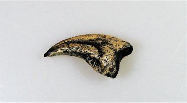 Replica Velociraptor Foot Claw For Sale-2