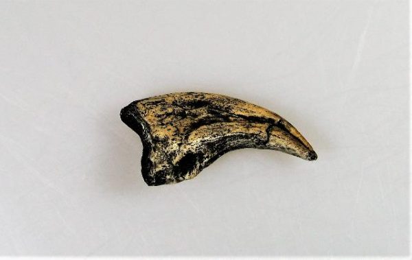 Replica Dromaeosaurus Claw For Sale