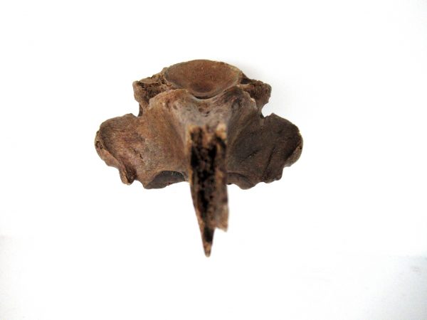 Florida Ice Age Tapir Vertebrae #1 - Image 6