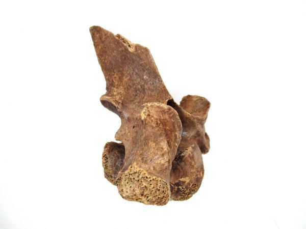 Florida Ice Age Tapir Vertebrae #2 - Image 2