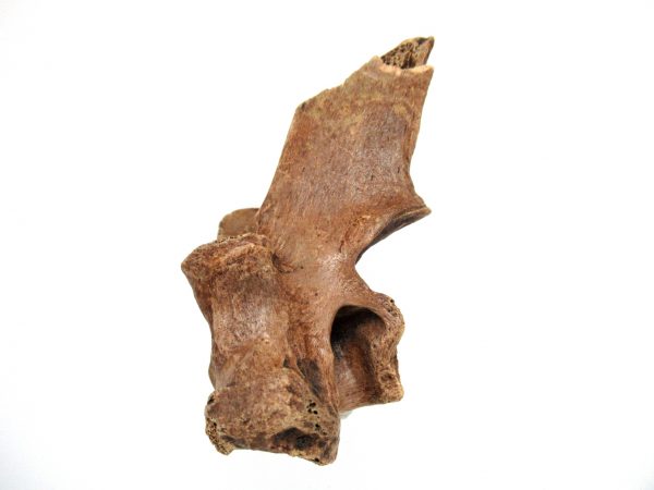 Florida Ice Age Tapir Vertebrae #2 - Image 6