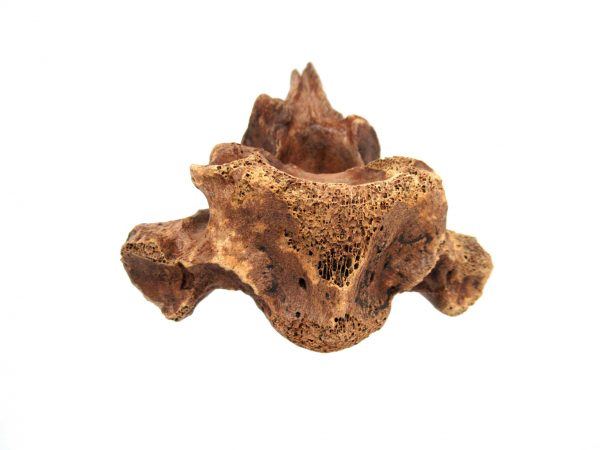 Florida Ice Age Tapir Vertebrae #2 - Image 4