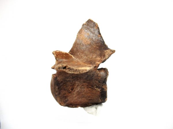 Florida Ice Age Tapir Vertebrae #4 - Image 2