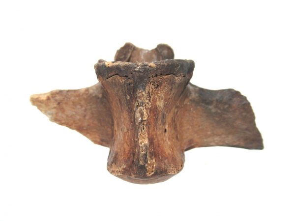 Florida Ice Age Tapir Vertebrae #4 - Image 5